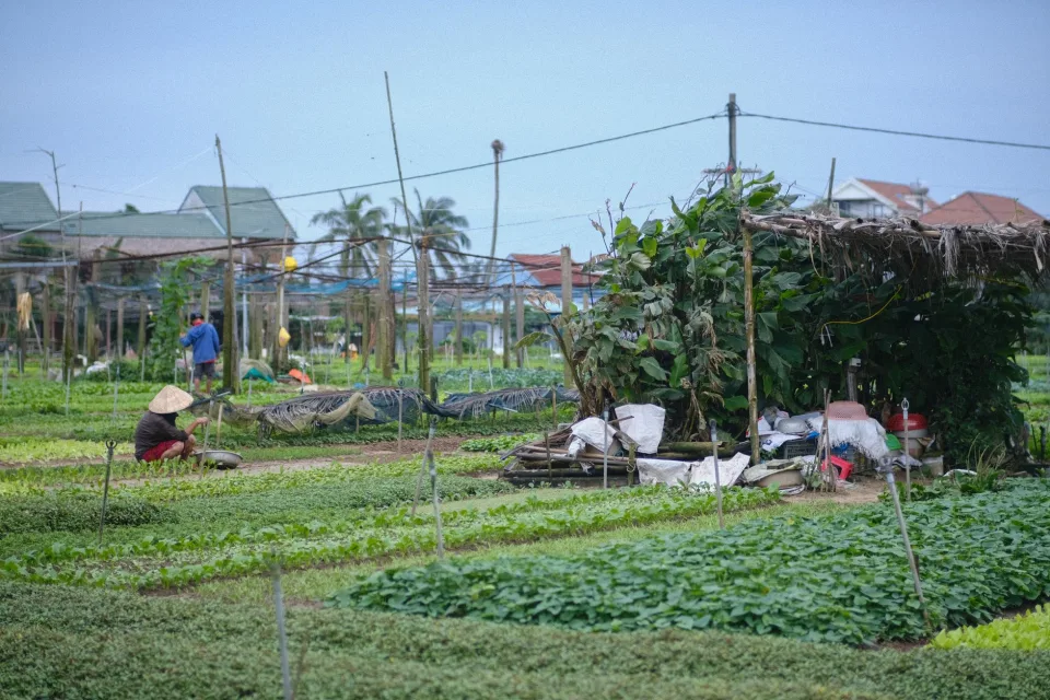 Vườn rau của Bùi Viết Thiện